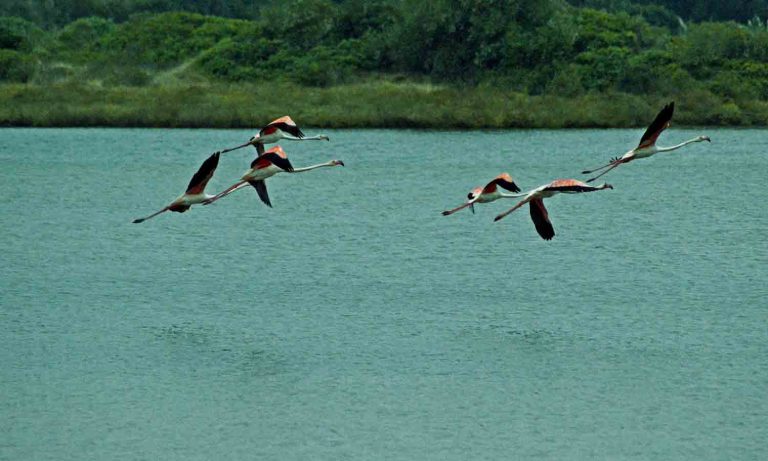 Birdwatching na Lagoa de Óbidos - GoLeiria Guia Turístico