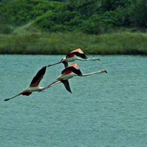 Visitas Guiadas em Leiria, Birdwatching na lagoa de Óbidos, GoLeiria Guia Turístico