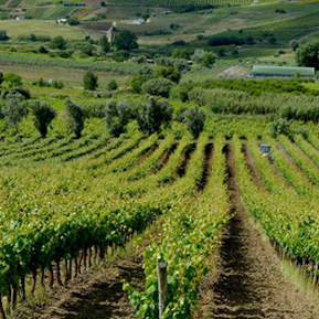 Team Building in Leiria, Wine Tasting, GoLeiria Leiria Touristic Guide
